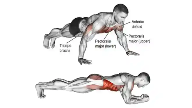 Push-Up to Plank